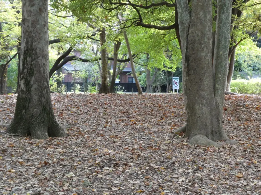 mszkmoto blog image